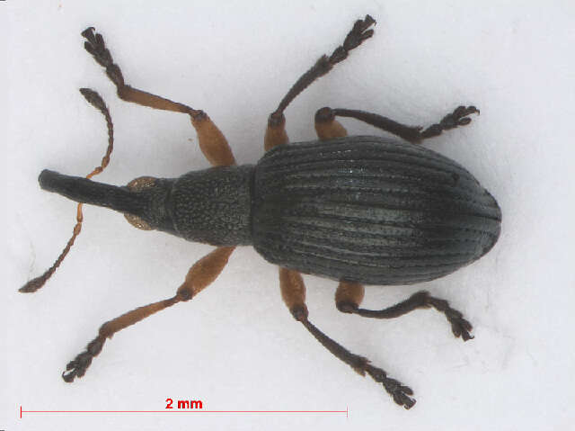 Image of Apionidae