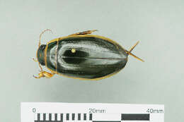 Image of Dytiscus
