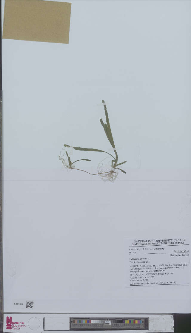 Image of tape-grass family