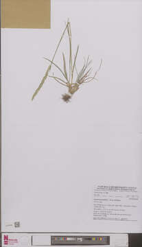 Image of Junegrass