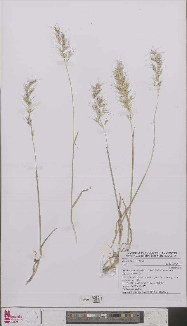 Image of alpine oatgrass