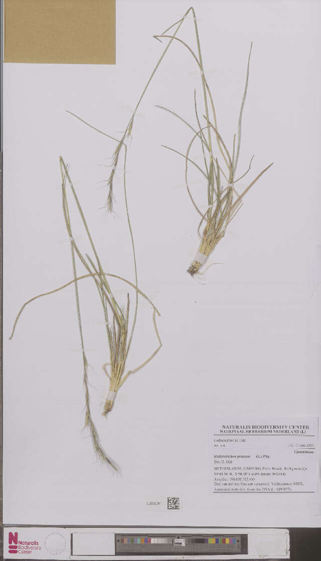 Image of alpine oatgrass