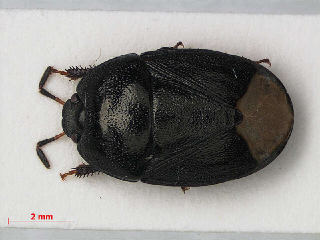 Image of White-margined Burrower Bug