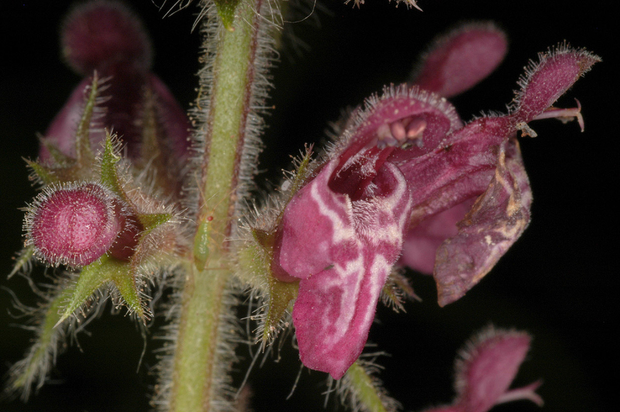 Stachys sylvatica (rights holder: )