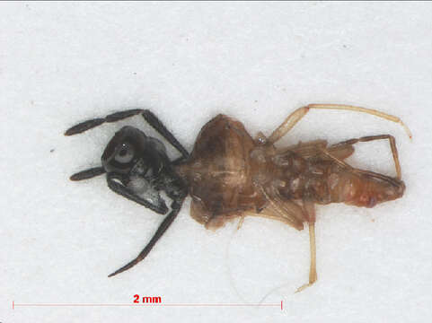 Image of Loricula