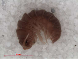 Image of pill bugs