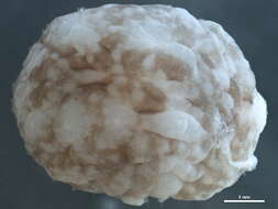 Image of Velutininae Gray 1840