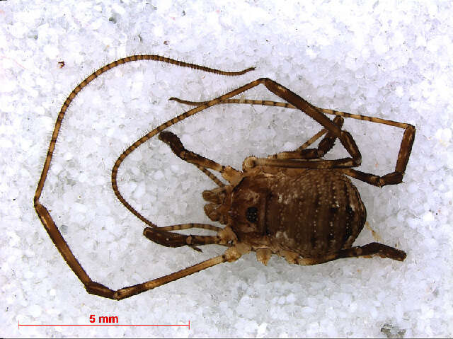 Sivun Oligolophus kuva