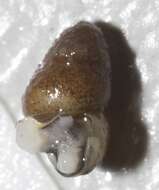 Image of Marstoniopsis van Regteren Altena 1936