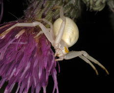 Image of Crab spider