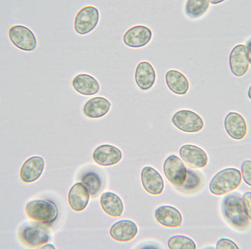 Image of Pale oysterling