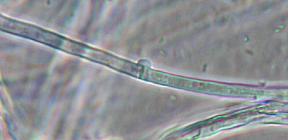 Image of Pale oysterling