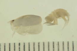 Image of leptostracans