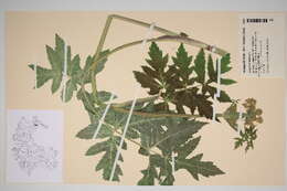 Imagem de Heracleum