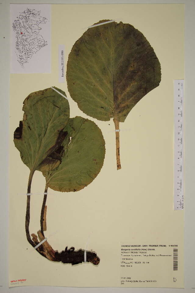 Image of elephant-ear