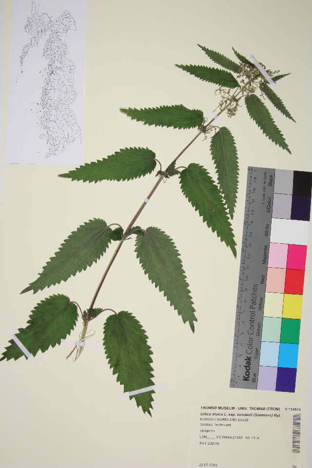 Image of nettle