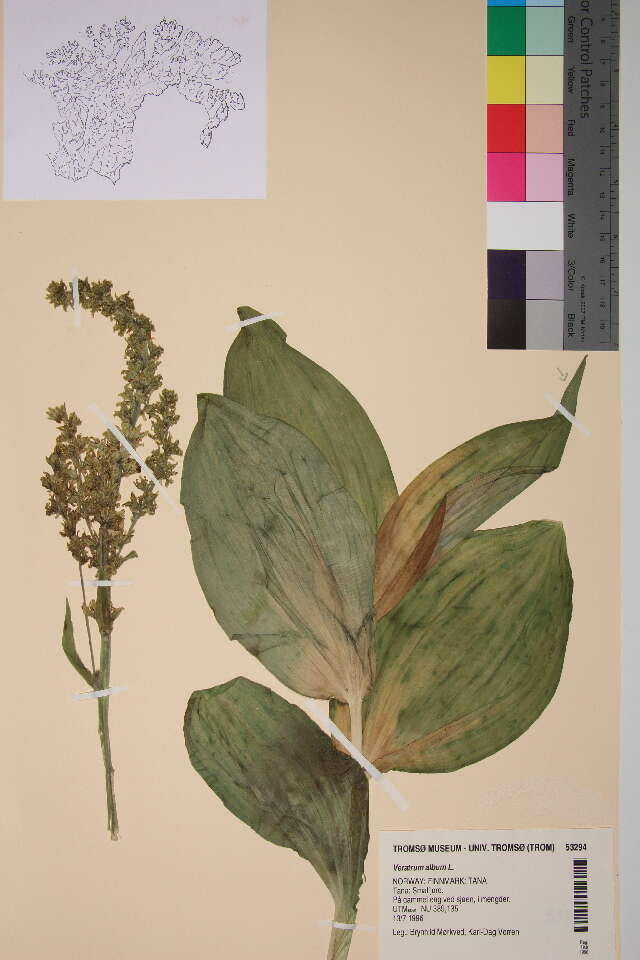 Image of false hellebore