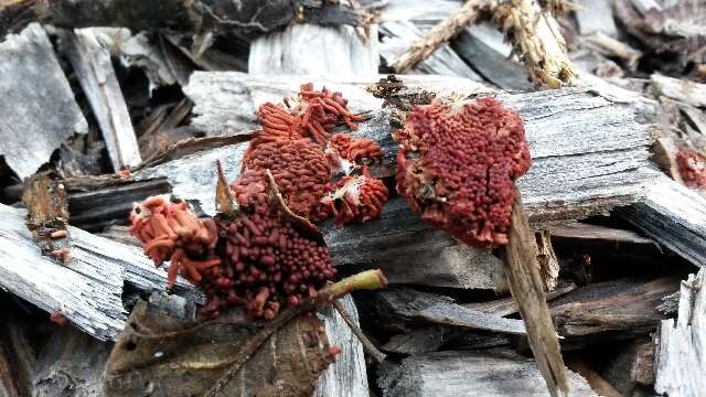Image of slime molds