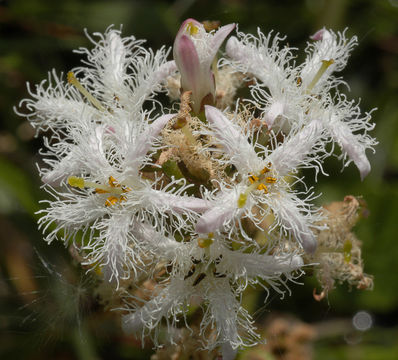 Image of bogbean