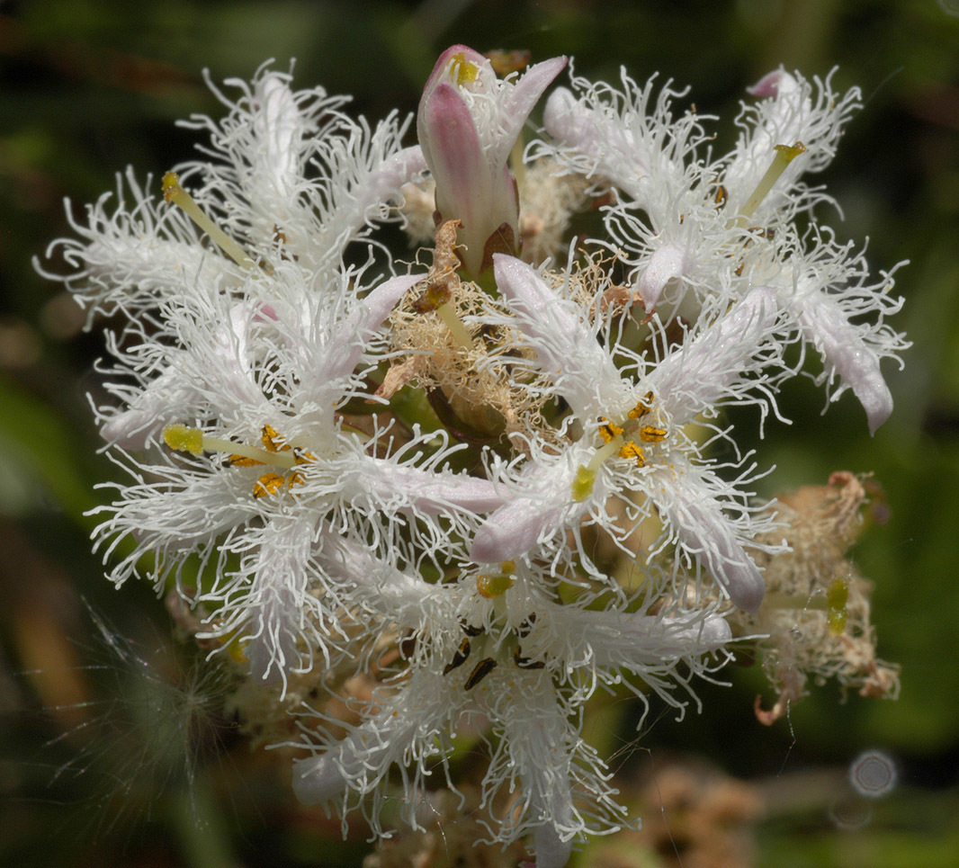 Menyanthes trifoliata (rights holder: )