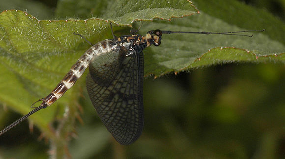 Image of <i>Ephemera danica</i> Müller 1764