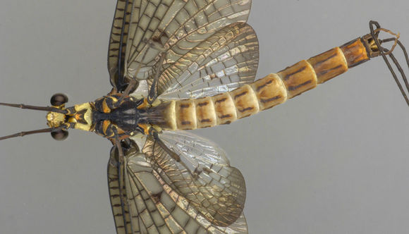 Image of <i>Ephemera danica</i> Müller 1764