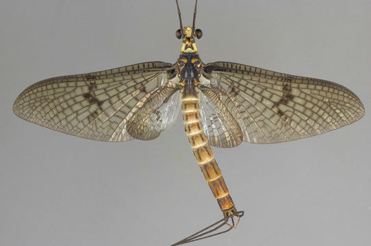Image of <i>Ephemera danica</i> Müller 1764