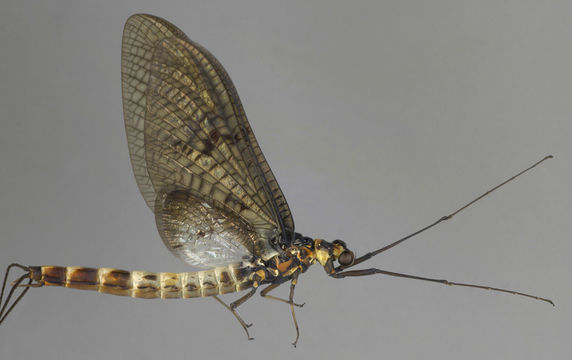 Image of <i>Ephemera danica</i> Müller 1764
