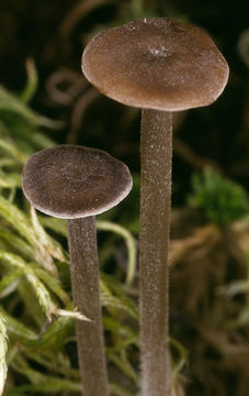 Image of <i>Sphagnurus paluster</i> (Peck) Redhead & V. Hofst. 2014