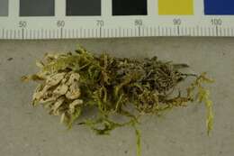 Image of Clavaria