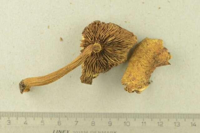 Image of Pholiota