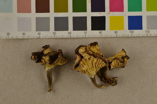 Image of Chanterelles