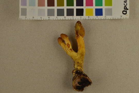 Image of Elaphocordyceps