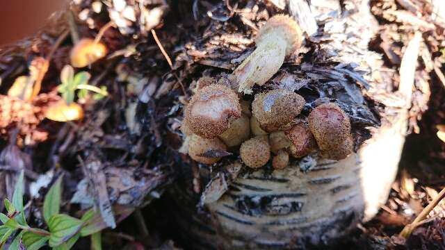 Image of Honey Fungus