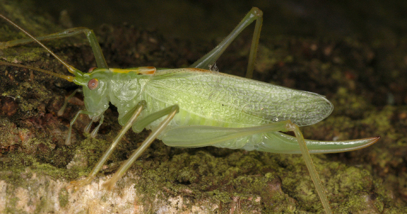 Drumming Katydid - Encyclopedia of Life
