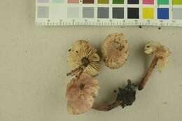 Image of Cystolepiota