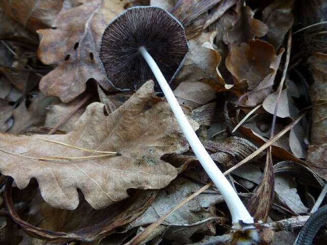 Image de Coprinopsis