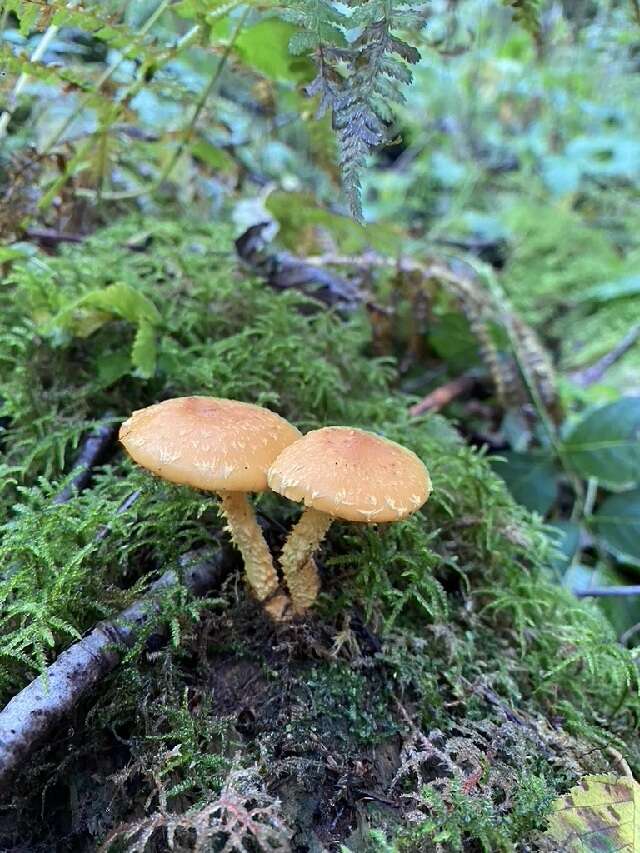 Pholiota resmi