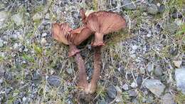 Image of Honey Fungus