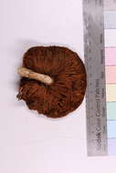 Image of Pholiota