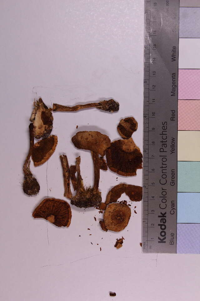 Image of Pholiota