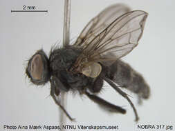 صورة Rhinophorinae