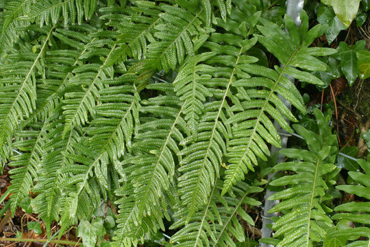 Image of <i>Polypodium interjectum</i> Shivas