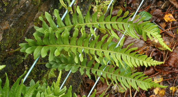 Image of <i>Polypodium interjectum</i> Shivas