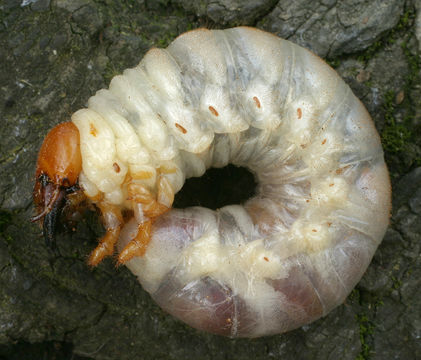 Image of Stag Beetle