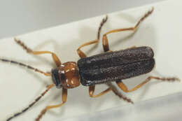 Image of Cantharis