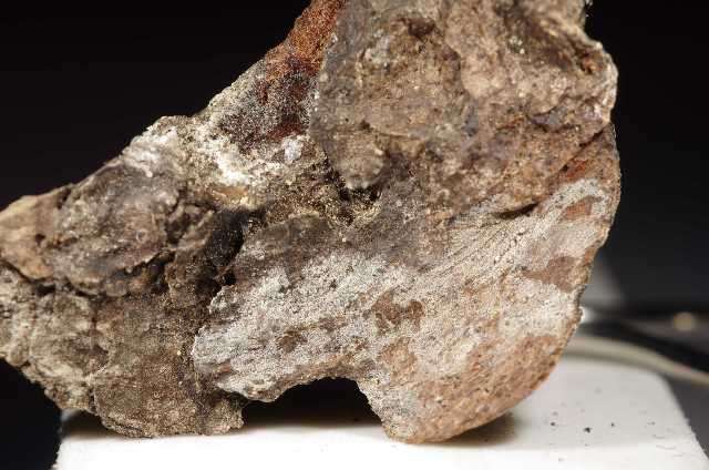 Image of Brevicellicium