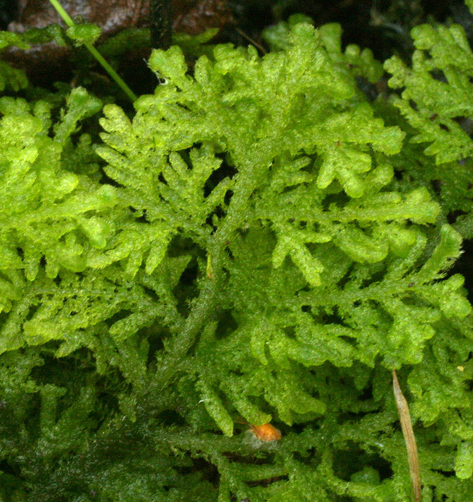 Image of Trichocolea tomentella (Ehrh.) Dumort.
