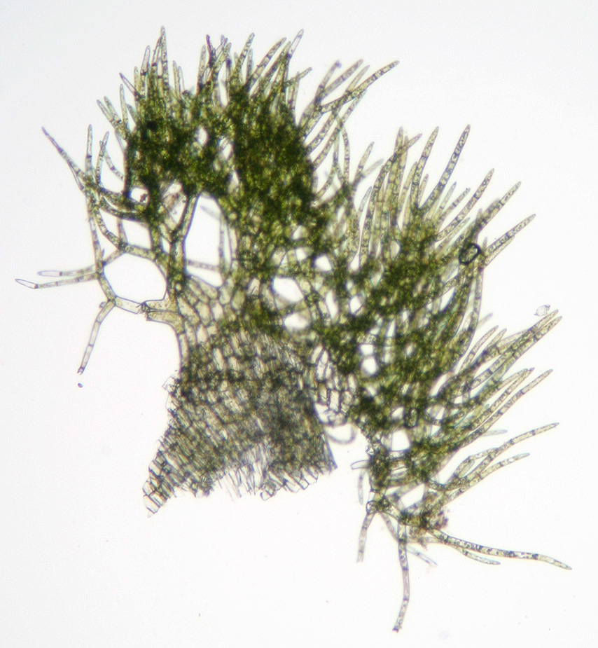 Image of Trichocolea tomentella (Ehrh.) Dumort.