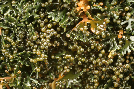 Image of <i>Lichina pygmaea</i> (Lightf.) C. Agardh